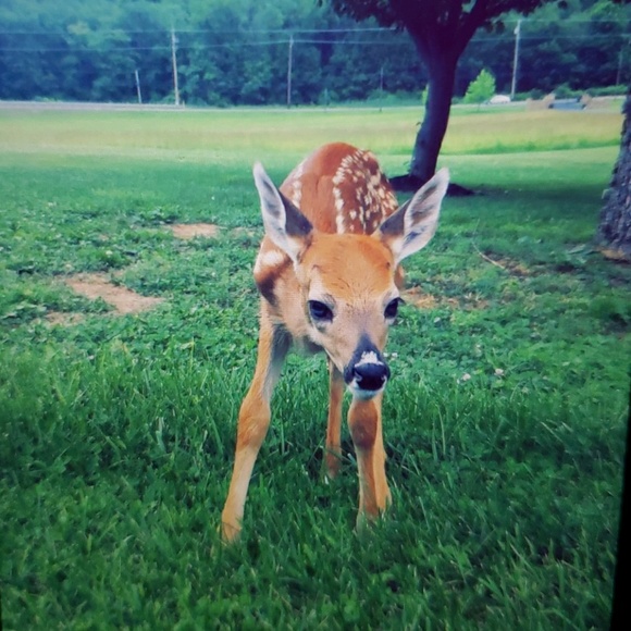 Meet your Posher, Mackenzie - Picture 1 of 1